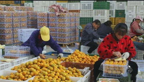 融合新業(yè)態(tài)，拓寬致富路 泰州創(chuàng)新食品銷售模式引領(lǐng)強(qiáng)村富民新探索