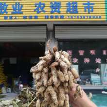 重慶市酉陽縣三億農(nóng)業(yè)開發(fā)公司 多元產(chǎn)業(yè)布局助力鄉(xiāng)村振興